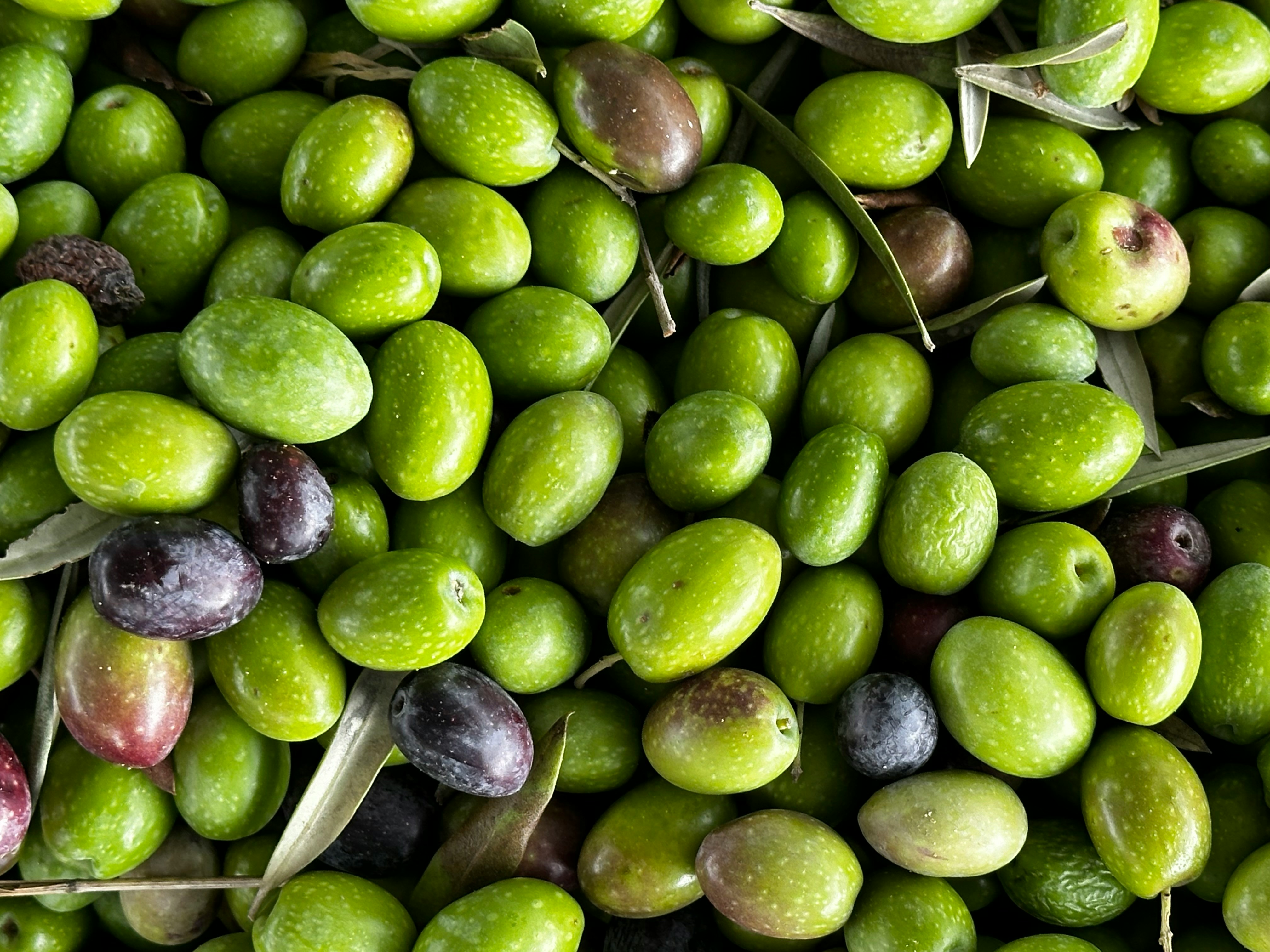 Olive oil