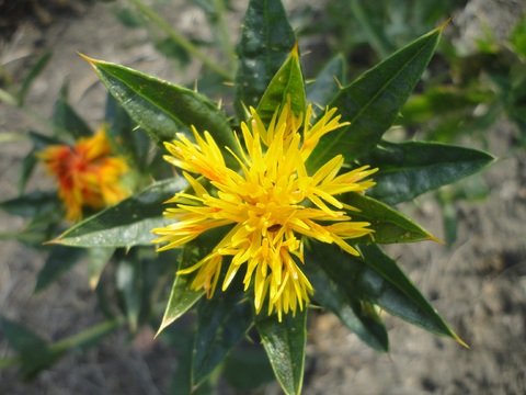 Safflower oil