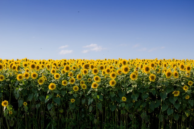 Sunflower oil